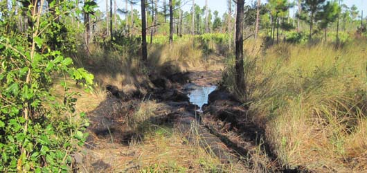 Wetlands Damage on Cumberland Island